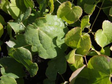 .Epimedium rubrum - Elfenblume, Rote Elfenblume