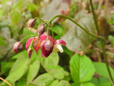 Rote Blüten der Elfenblume