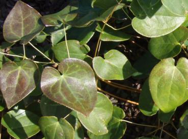 .Epimedium versicolor Sulphureum - Svavelgula sockblomma Sulphureum