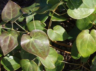 .Epimedium versicolor Sulphureum - Elfenblume, Schwefelfarbige Elfenblume