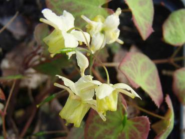 Epimedium versicolor Sulphureum in Blüte