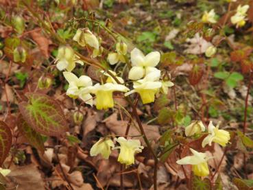 Schwefelfarbige Elfenblume - gelbe Blüten und roter Blattaustrieb