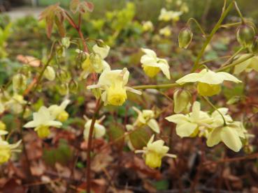 Im Frühjahr blüht die Schwefelfarbige Elfenblume gelb.