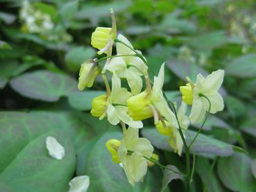 Zarte gelbe Blüten der Schwefelfarbigen Elfenblume