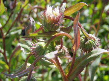 Erigeron Sommerneuschnee