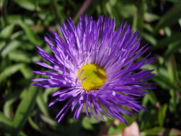 .Erigeron Sommerabend - Feinstrahl Sommerabend