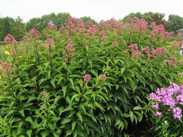 .Eupatorium fistulosum Riesenschirm - Wasserdost, Riesen-Wasserdost