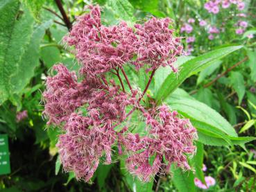 .Eupatorium fistulosum Riesenschirm