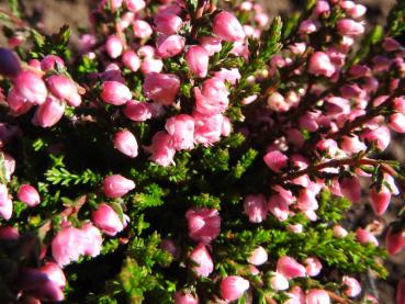 Calluna vulgaris Jana - Sommerheide Jana