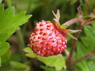 .Fragaria vesca var. semperfl. Alexandria - Monats-Erdbeere Alexandria