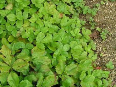 .Fragaria vesca var. vesca - Wald-Erdbeere