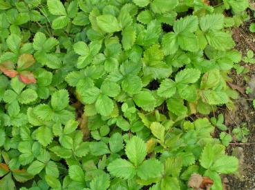 Fragaria vesca var. vesca als bodendeckendes Gartenelement