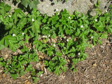 Smultron, Fragaria vesca var. vesca