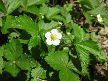 Smultron, Fragaria vesca var. vesca