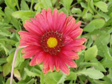 .Gaillardia grandiflora Burgunder - Kokardenblume Burgunder