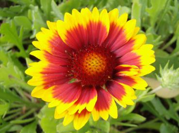 .Gaillardia grandiflora Kobold - Kokardenblume Kobold