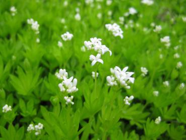 Weißblühender Bodendecker - Waldmeister