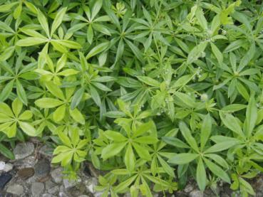 Die Blätter des Galium odoratum riechen intensiv nach Waldmeister.