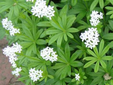 Galium odoratum in Blüte