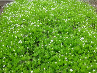 Der Waldmeister eignet sich als Bodendecker für schattige Lagen.