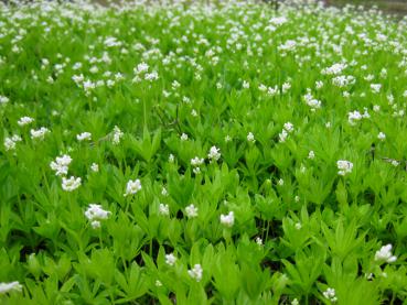 Weißer Blütenteppich im Mai - Waldmeister