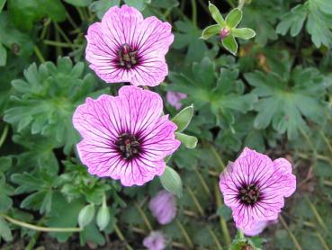 Die Blüten vom Grauen Storchschnabel