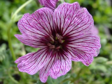 Die Blüte von Geranium cinereum Ballerina