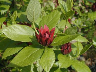 Calycanthus floridus - Gewürzstrauch