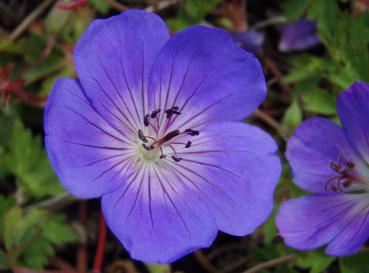 .Geranium Rozanne ® - Storchschnabel Rozanne ®