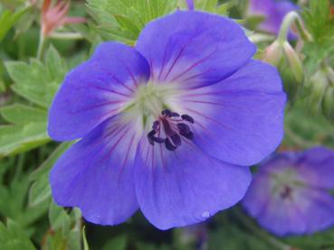 Blau Blüte von Geranium Rozanne ®
