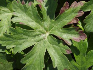 .Geranium macrorrhizum Ingwersen - Storchschnabel, Balkan-Storchschnabel Ingwersen