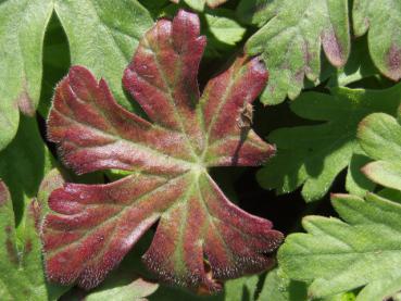 Geranium macrorrhizum Ingwersen