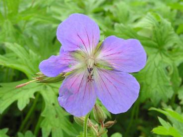 .Geranium pratense Johnsons Blue - Storchschnabel Johnsons Blue