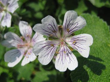 Blüte des Kaukasus-Storchschnabel