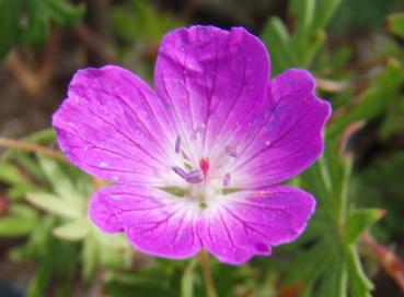 .Geranium sanguineum - Storchschnabel, Blut-Storchschnabel