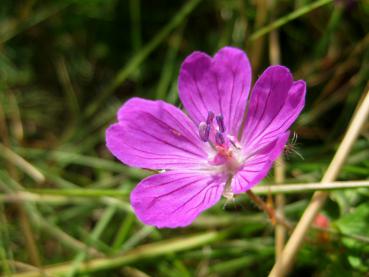 Der Blutstorchschnabel bildet zahlreiche purpurfarbene Blüten, die bei Insekten beliebt sind.