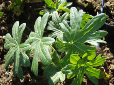 .Geranium sanguineum Album