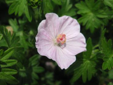 Storchschnabel, Blut-Storchschnabel Apfelblüte