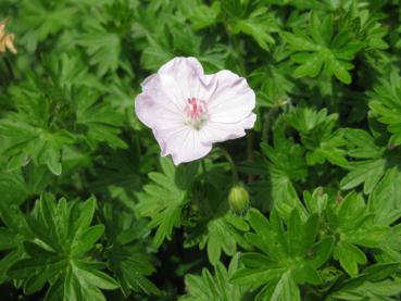 Geranium sanguineum Apfelblüte, Blut-Storchschnabel Apfelblüte