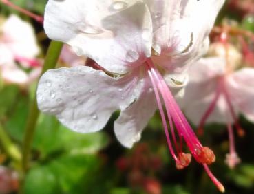 .Geranium cantabrigiense Biokovo - Storchschnabel, Cambridge-Storchschnabel