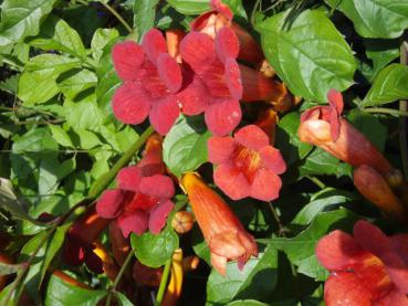 Trompetenblume Flamenco - Campsis radicans Flamenco