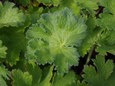 .Geranium magnificum - Pracht-Storchschnabel