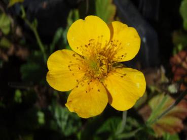 .Geum montanum Diana - Nelkenwurz, Berg-Nelkenwurz