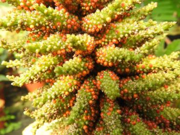 Früchte bei Gunnera manicata