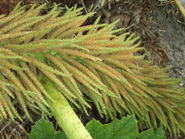 Blütenstand von Gunnera manicata