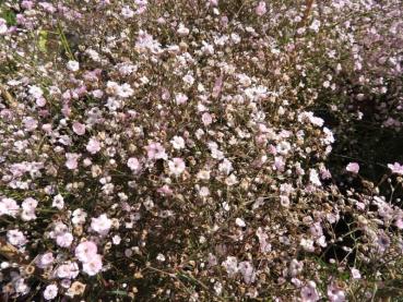 .Gypsophila repens Rosea - Schleierkraut, Teppich-Schleierkraut