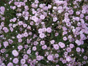 .Gypsophila repens Rosenschleier - Schleierkraut, Kriechendes Schleierkraut