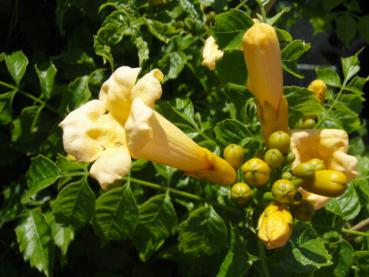 Campsis radicans Flava