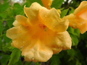 Blüte von Campsis radicans Flava