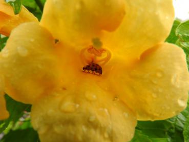 Campsis radicans Flava in Blüte